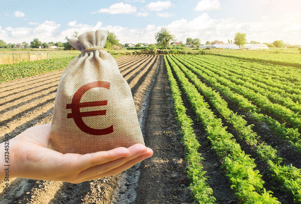 Hand holds out a euro y bag on a background of a carrot plantation. Support and subsidies. Lending farmers for purchase land and seed material, modernization. Revival of the village. Farm loans. - obrazy, fototapety, plakaty 