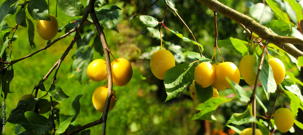 Panoramic image of yellow plums on a green branch in summer. Panoramic image of yellow plums on a green branch in summer.