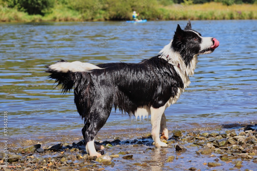 Playful Border Collie Stands on the River Bank of Vltava River in Czech Republic. Wet Black and White Dog Enjoys Summer Fun next to Water.