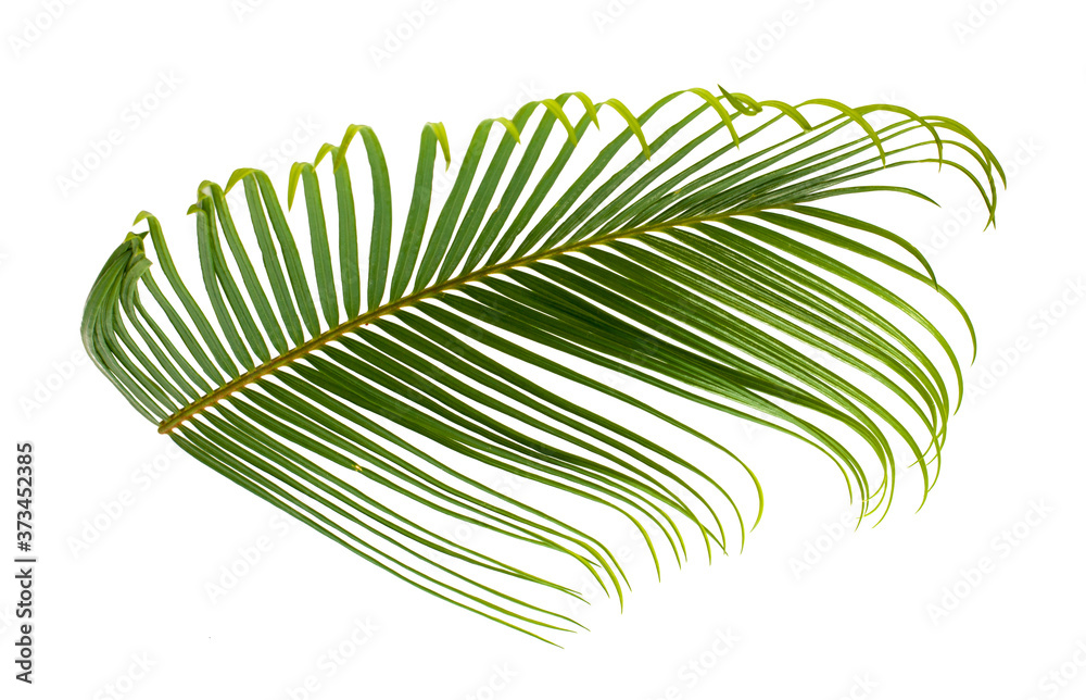Fototapeta premium Tropical palm leaf isolated on white background