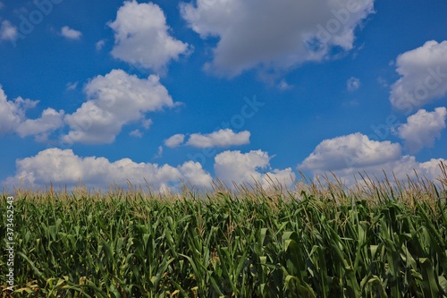 Corn Field during Beautiful Summer Day in South Moravian Region. Cornfield with Blue Sky and Clouds in Czech Republic.