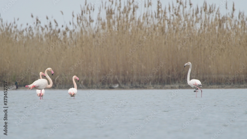 Greater flamingo (Phoenicopterus roseus) resting on salt lake in Azerbaijan