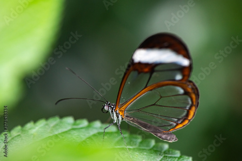 Glasswing Butterfly on a green leaf Greta oto © Sofia Galion