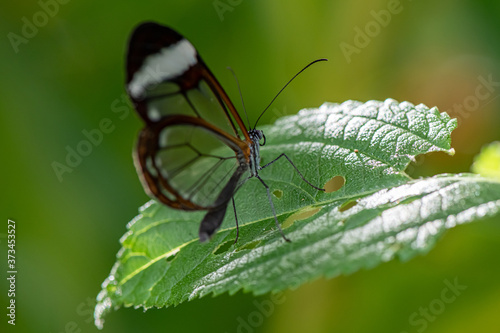 Glasswing Butterfly on a green leaf Greta oto