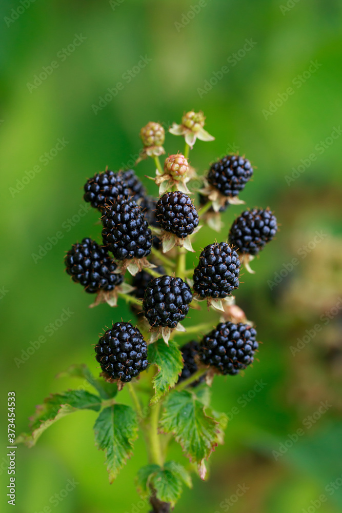 Blackberry bush in the garden Blackberry bush in the garden