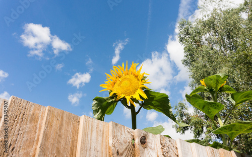 Bright yellow sunflower peeking above a wooden fence against a deep blue sky filled with fluffy white clouds photo