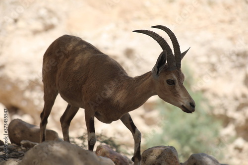  Mountain goats of the Judean desert in Ein Gedi Park