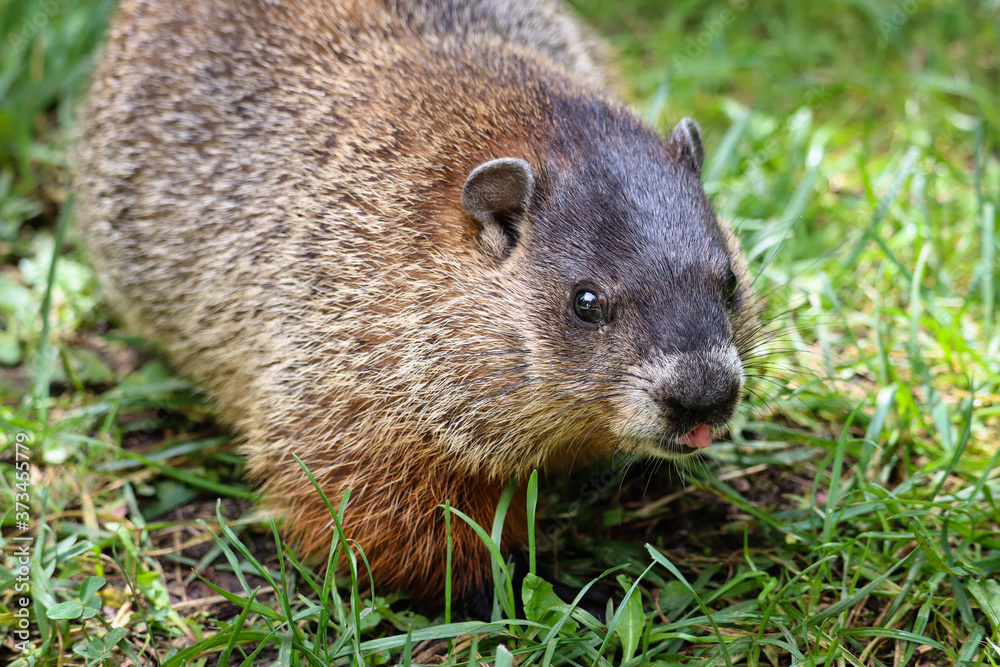 One curious groundhog One curious groundhog