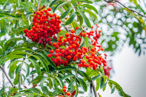 Beautiful red Rowan on the green branches of trees in cloudy weather