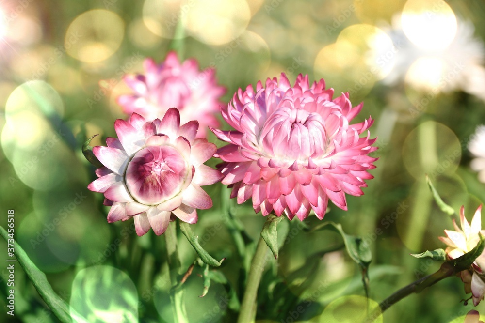 Fototapeta premium Everlasting flowers in late summer in the garden - greeting card with bokeh lights