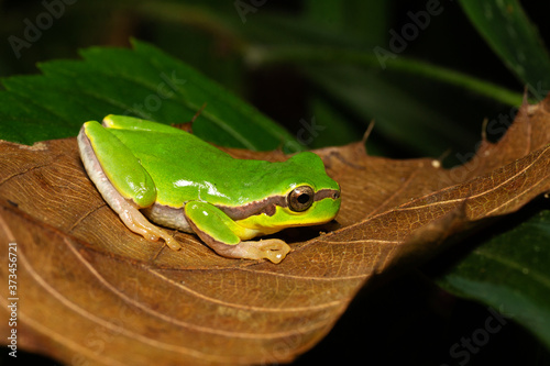 Tree frog in the family Hylidae, Hyla Annectans, Nagaland, India © RealityImages