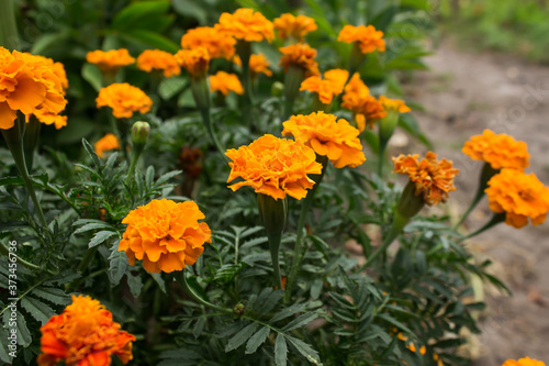 the bush of the black-shaved ones blooms in the flowerbed