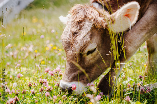 Photographie cow eating grass, herbs and clover on a alpine pasture