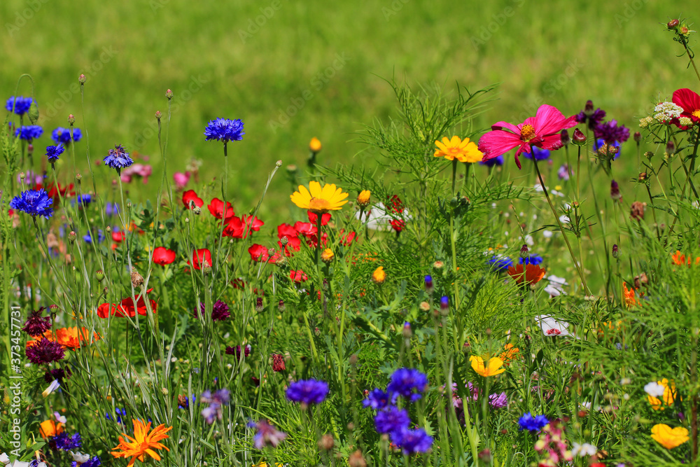 Naklejka premium nice meadow flowers texture