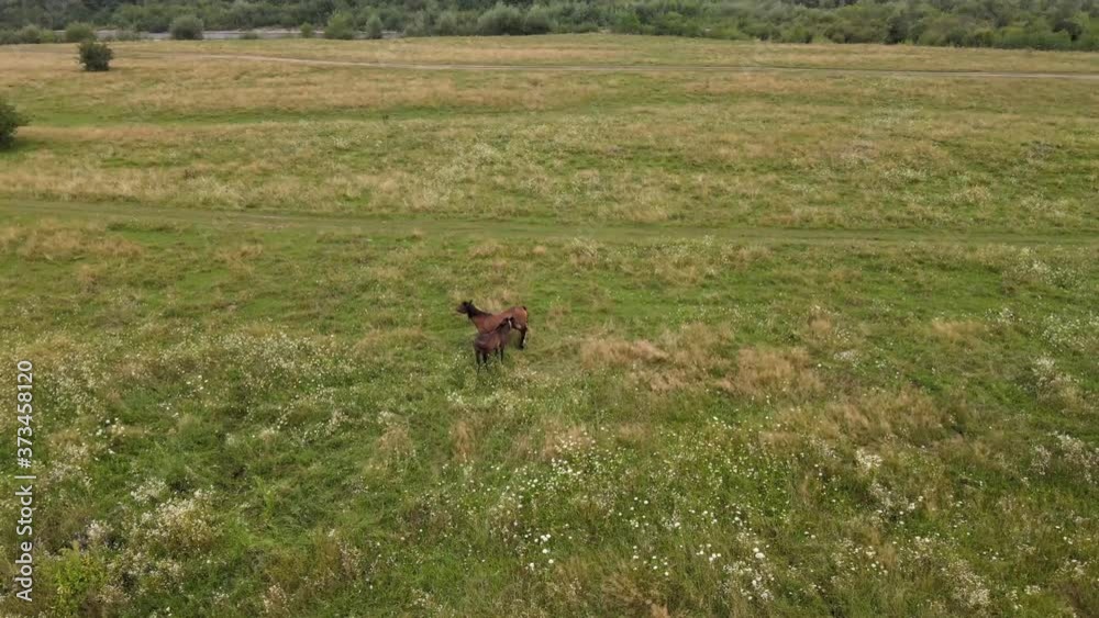 Drone flies over grazing two horses Drone flies over grazing two horses