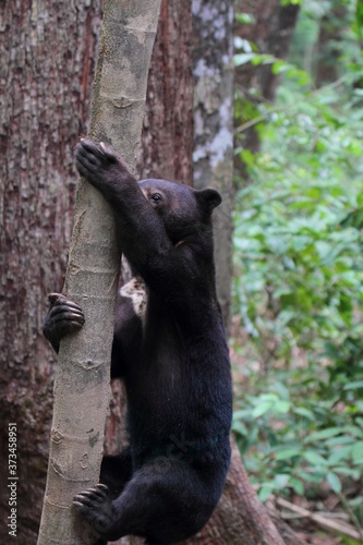 Bornean Sun Bear (Helarctos malayanus euryspilus) in Borneo, Malaysia - マレーグマ