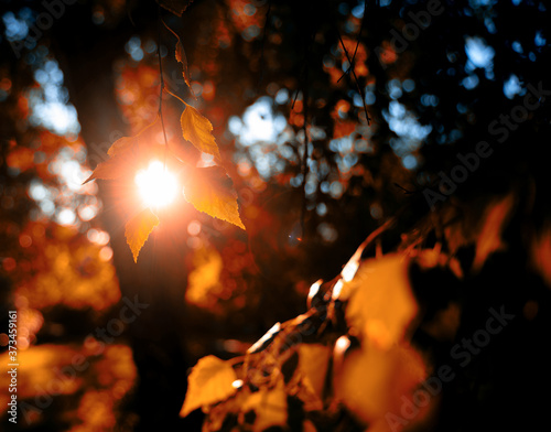 Autumn forest in the rays of the sun, tree leaves close-up abstract natural beautiful background and texture.