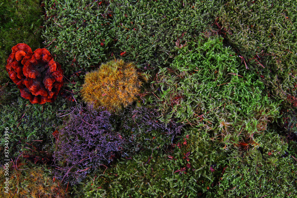 green moss texture green moss texture