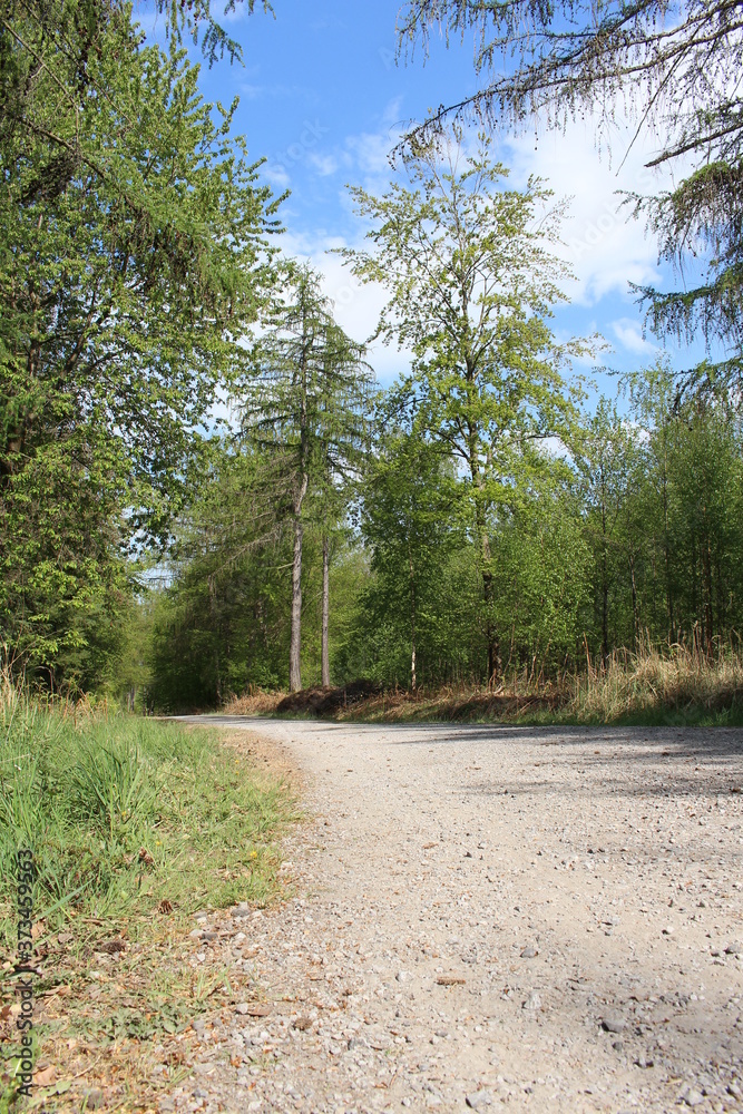 Waldweg Waldweg
