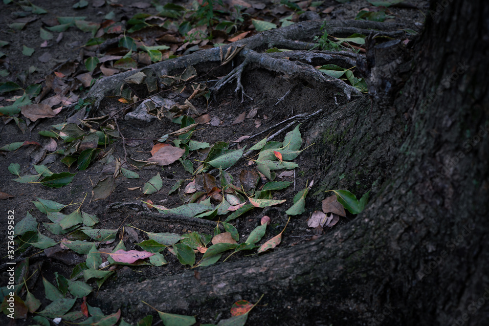 Obraz premium 公園の落ち葉