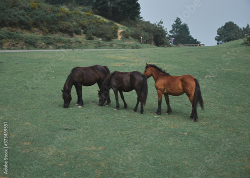 three horses