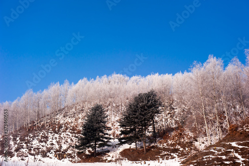 The beautiful landscape of winter frost trees.