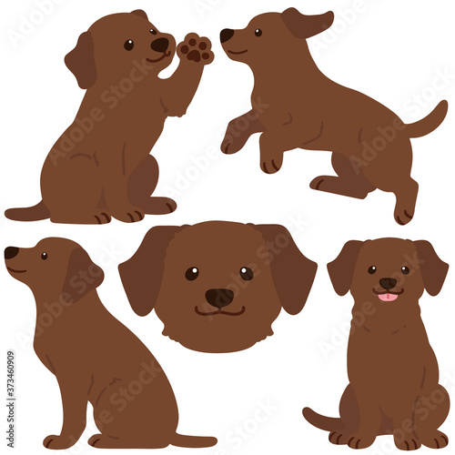 Flat colored chocolate Labrador illustrations set