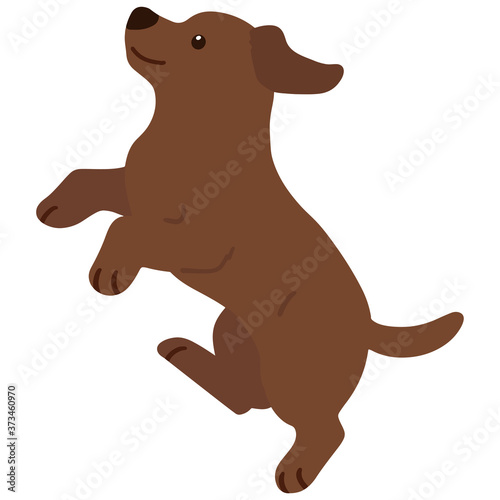 Flat colored chocolate Labrador jumping in side view