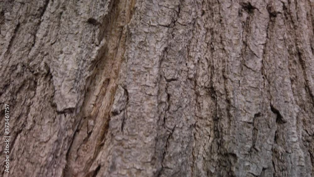 Texture of Bark on Tree, Closeup Detail Rising Pedestal Shot Texture of Bark on Tree, Closeup Detail Rising Pedestal Shot