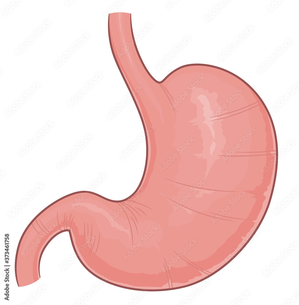 Human stomach illustration Human stomach illustration