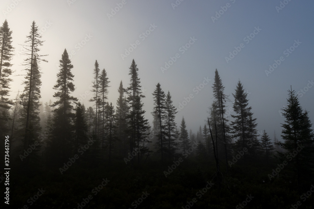 Backlit early morning misty spruce forest landscape Backlit early morning misty spruce forest landscape