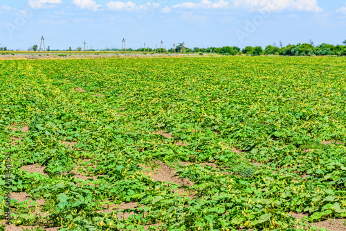 Field of the blooming marrow plants. Agricultural field