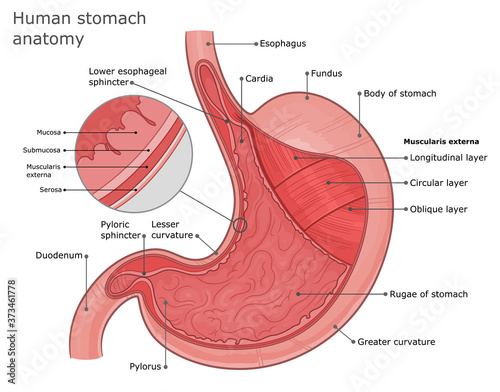 Photographie Stomach anatomy illustration