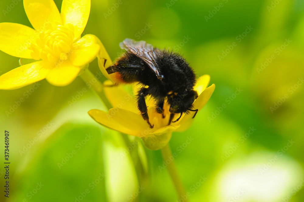 Yellow, cute, fuzzy bumblebee pollinating a yellow flower in a botanical garden.. environment and ecology Yellow, cute, fuzzy bumblebee pollinating a yellow flower in a botanical garden.. environment and ecology