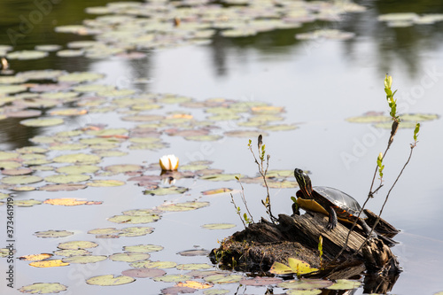 Painted turtle basking on wooden log in Canadian lake landscape