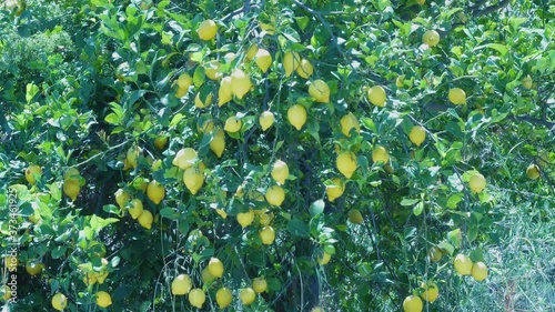 Lemons on a Lemon Tree