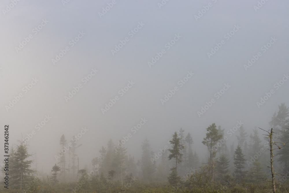 Fototapeta Early morning fog over Spruce Bog Trail landscape in Algonquin Provincial Park