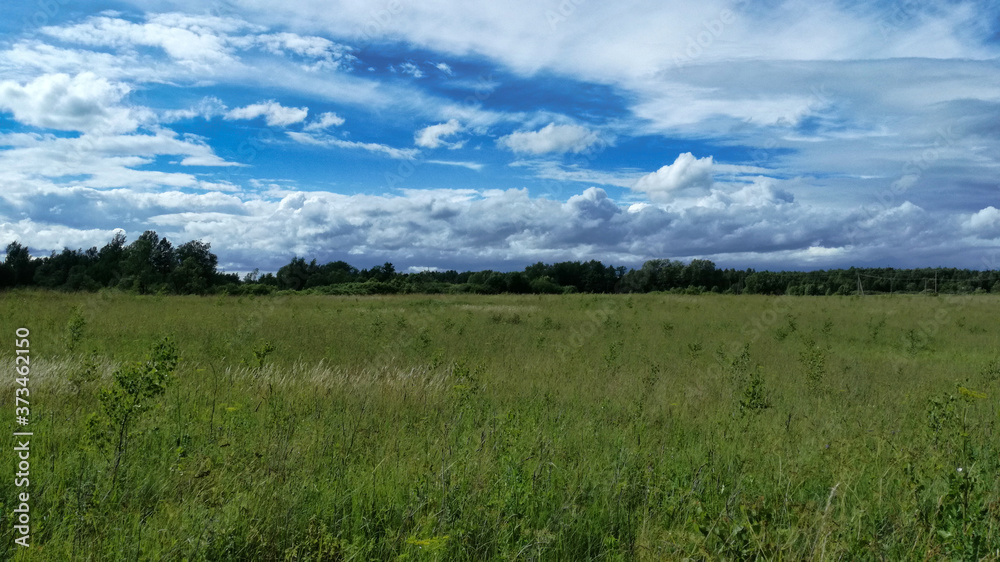 The landscape of a wild overgrown field with grass and young shoots of shrubs under a beautiful blue sky, which is covered with clouds of different types and shapes.