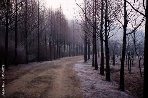 The winter forest road at dawn. © Chongbum Thomas Park