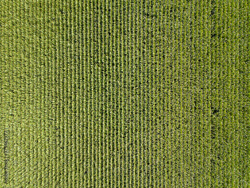 Corn field top down aerial view in summer, green vegetal texture, agriculture concept