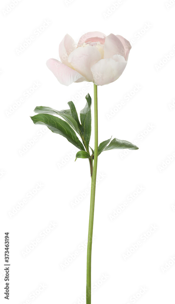 Beautiful fragrant peony flower isolated on white