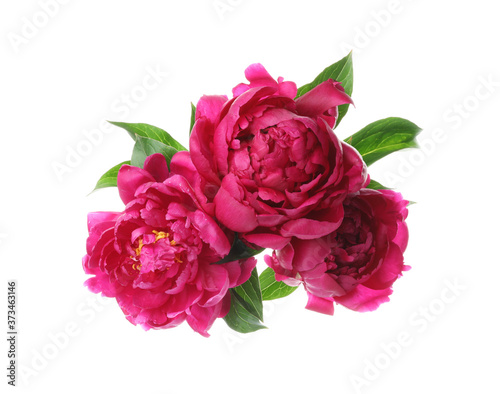 Bouquet of beautiful peonies on white background