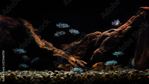 Cichlid Blue Dempsey in aquarium. This fish also carries the name:Electric Blue Jack Dempsey Cichlid, Electric Blue Dempsey, Neon Blue Dempsey photo