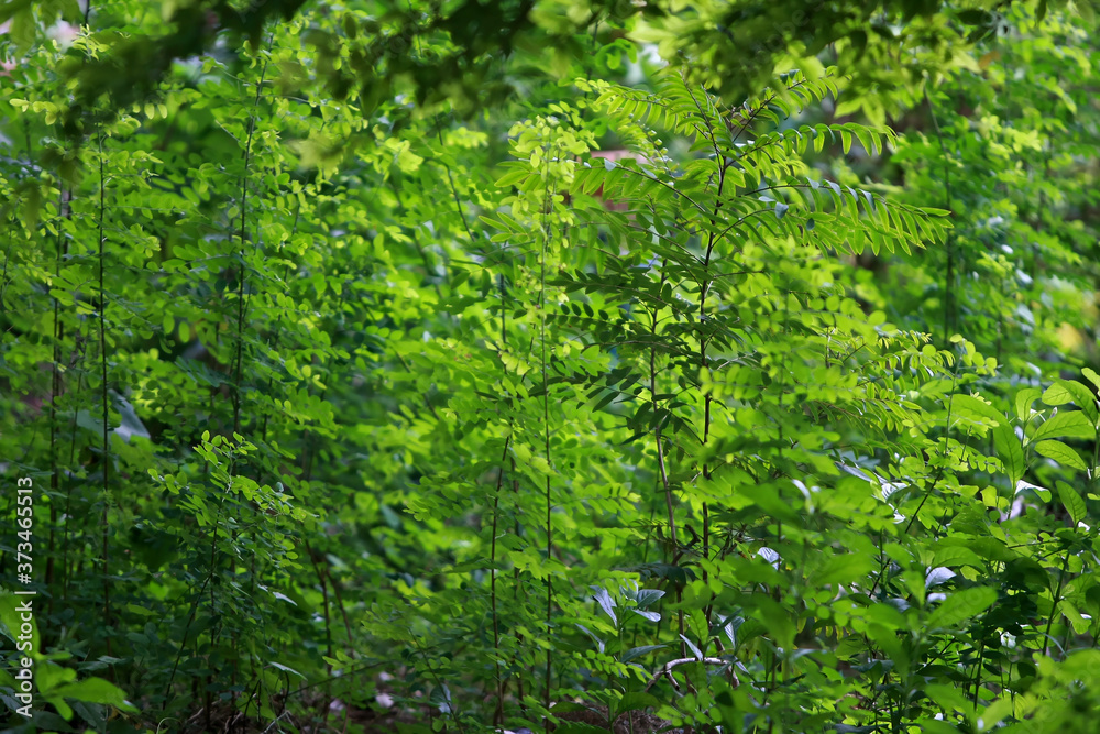 Leaves Tropical forest trees texture background wallpaper