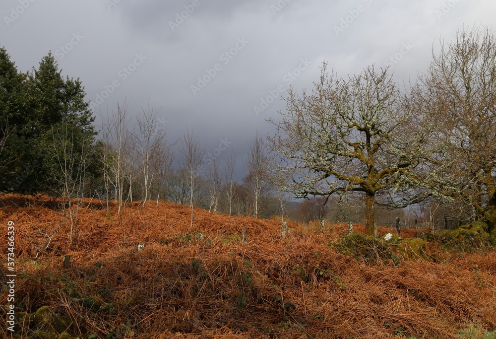 Obraz premium A country scene in winter's light near Dolgellau, Gwynedd, Wales, UK.