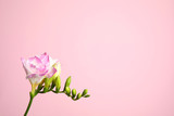 Beautiful tender freesia flower on pink background. Space for text