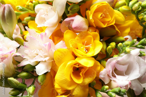 Beautiful colorful freesia bouquet as background  closeup