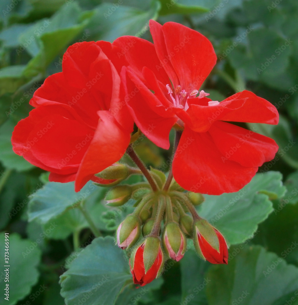Blooming red nutmeg flower with flower buds in the garden. Blooming red nutmeg flower with flower buds in the garden.