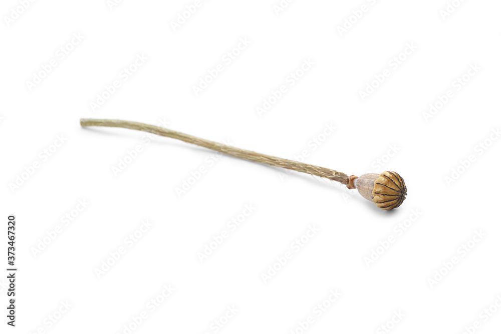 Dried poppyhead with seeds isolated on white Dried poppyhead with seeds isolated on white