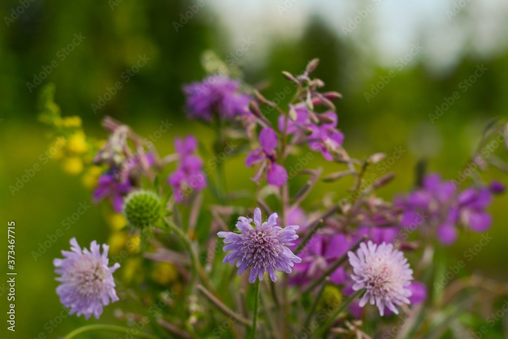 Beautiful pink forest flowers close-up on blurred forest background Beautiful pink forest flowers close-up on blurred forest background